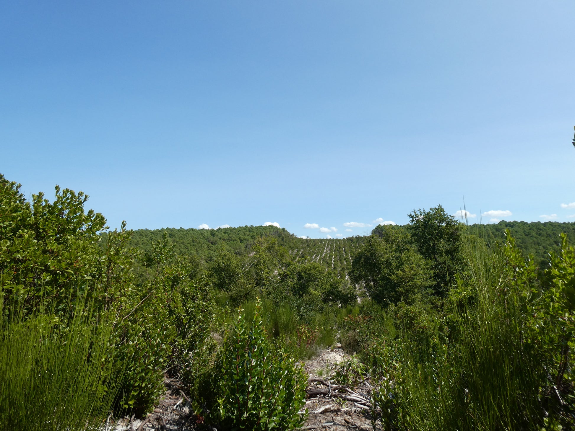 DROP - MERVEILLE DES LANDES BIO - Soin de peau Sensible Régénération Intégrale-6